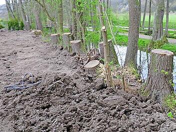 Sieben Baumstümpfe entlang des Flüsschens in Weismain. Auf die Fällaktion, die vor zirka 14 Tagen "In der Au" begonnen wurde, machten verärgerte Bürger den Bund Naturschutz aufmerksam.  Foto: privat