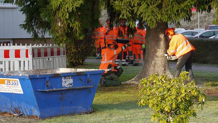 Gestern  hat das  Team des städtischen Bauhofs den  Weihnachtsbaum auf den Neustadter Marktplatz gebracht.Berthold Köhler