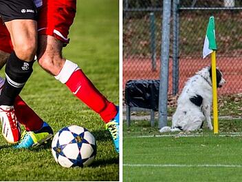 Landkreis Würzburg: Tor im Kreisliga-Derby wegen Hund aberkannt - "Erlebt man nicht jeden Sonntag"