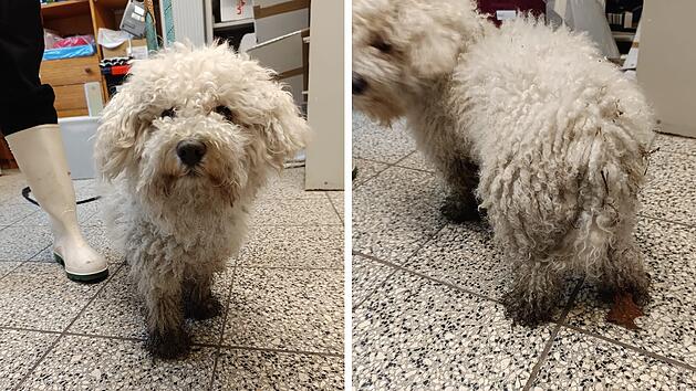 Tierheim N&uuml;rnberg: Hund angebunden im Wald gefunden - Wurde er ausgesetzt?