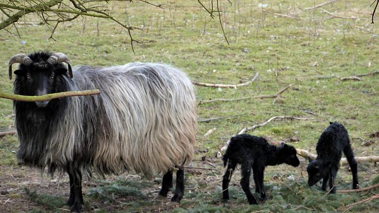 Das Mutterschaft lässt die zwei schwarzen Osterlämmer von Hegnabrunn  nicht aus den Augen.  Foto: Werner Reißaus