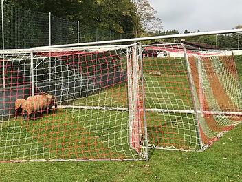 Hier zappelt nicht der Ball im Netz, sondern eine kleine Schafherde: Die Polizei verwendete die mobilen Fußballtore, um die  Tiere festzusetzen.  Foto: Polizei
