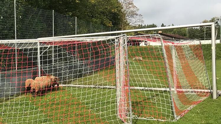 Hier zappelt nicht der Ball im Netz, sondern eine kleine Schafherde: Die Polizei verwendete die mobilen Fußballtore, um die  Tiere festzusetzen.  Foto: Polizei