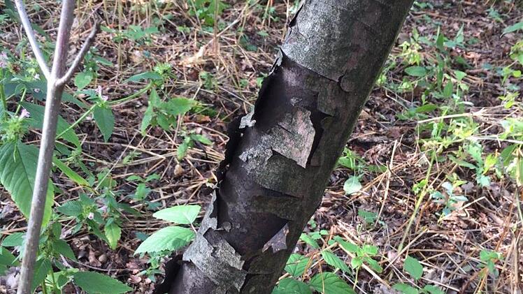 Ein von der Rußrindenkrankheit befallener junger Berg-Ahorn im Birkenbühl. Der Baum ist inzwischen gefällt und verbrannt worden.  Foto: Stadt Herzogenaurach