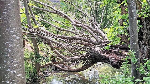Einer der Bäume, die der Biber am Kreuzbach zu Fall gebracht hat Foto: Dagmar Niemann