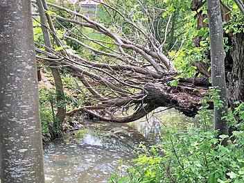 Einer der Bäume, die der Biber am Kreuzbach zu Fall gebracht hat Foto: Dagmar Niemann
