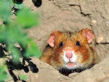 Symbolfoto: Uwe Anspach/dpa