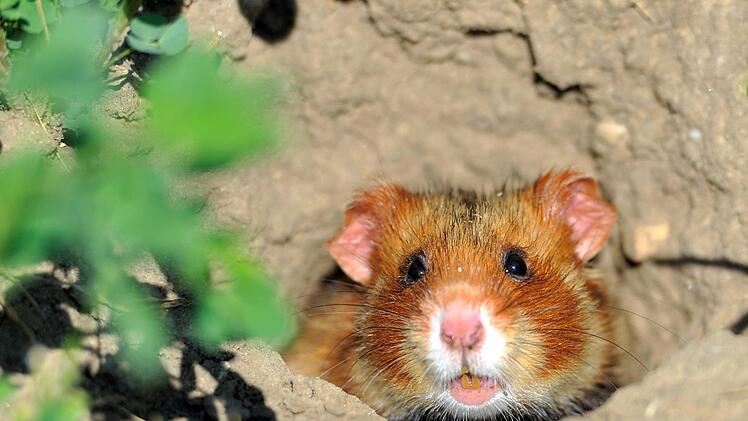 Symbolfoto: Uwe Anspach/dpa