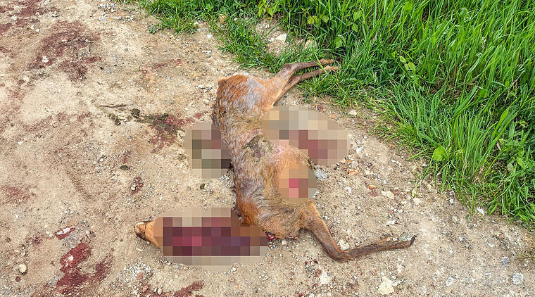 Tote Rehe im Kreis Forchheim: J&auml;ger haben einen Verdacht