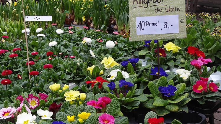 Frühlingsblumen gab es haufenweise am Lätaremarkt in Ebern.