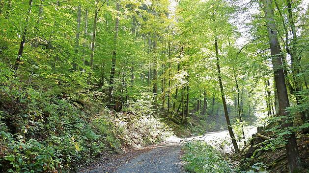 Der Nortwaldwanderweg zwischen dem kleinen und dem gro&szlig;en Kaugelbach f&uuml;hrt vorbei am 534 Meter hohen Schlossberg bei Mauthaus. Die Lage der Burg ist selbst f&uuml;r Alteingesessene heute nicht mehr zu orten, da weder Mauer- und Grabenreste noch sonstige Hinweistafeln an die Stammburg des fr&auml;nkischen Adelsgeschlechtes derer von Wallenrode erinnern.  Foto: Alexander Grahl