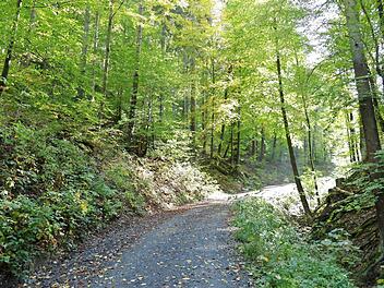 Der Nortwaldwanderweg zwischen dem kleinen und dem großen Kaugelbach führt vorbei am 534 Meter hohen Schlossberg bei Mauthaus. Die Lage der Burg ist selbst für Alteingesessene heute nicht mehr zu orten, da weder Mauer- und Grabenreste noch sonstige Hinweistafeln an die Stammburg des fränkischen Adelsgeschlechtes derer von Wallenrode erinnern.  Foto: Alexander Grahl