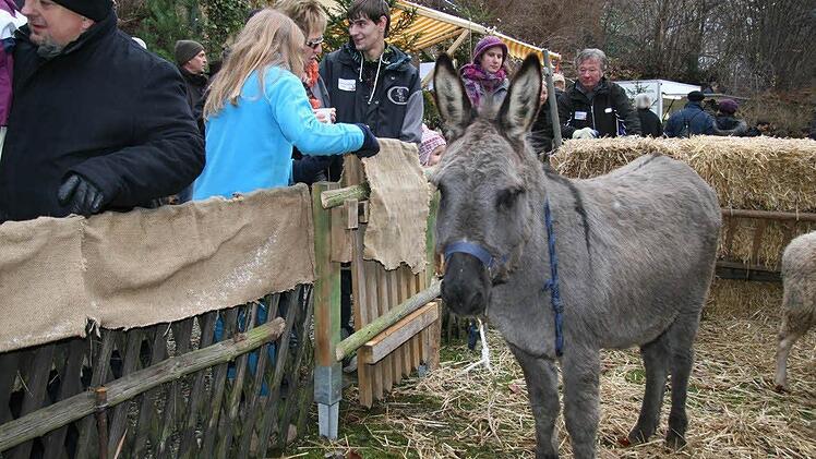 Die lebende Krippe mit einem geduldigen  Esel  hinter der Villa im Schießgraben ist ein Publikumsmagnet.