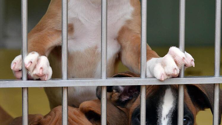 Im März 2014 wurde eine illegaler Welpentransporter bei Nürnberg gestoppt. Die noch sehr jungen Tiere wurden ins Tierheim Nürnberg gebracht. Foto: Nikolas Pelke