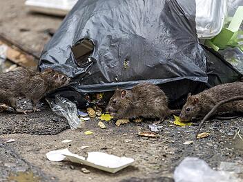 Kitzingen kämpft mit Rattenproblem.