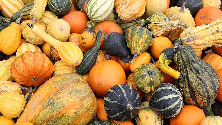 Kürbisse existieren in den unterschiedlichsten Farben, Formen und Größen