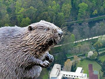 Der schmale Damm zwischen Regnitzarm und Hollergraben ist eine Schwachstelle im Bamberger Gewässernetz. Nun sollen Steinschüttungen ihn vor Biber-Bauten schützen. Foto: Ronald Rinklef