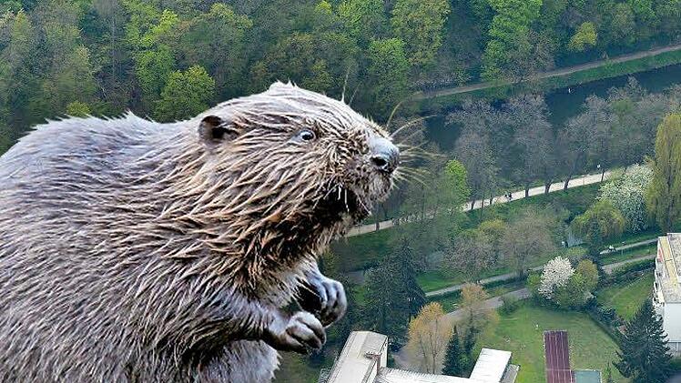 Der schmale Damm zwischen Regnitzarm und Hollergraben ist eine Schwachstelle im Bamberger Gewässernetz. Nun sollen Steinschüttungen ihn vor Biber-Bauten schützen. Foto: Ronald Rinklef