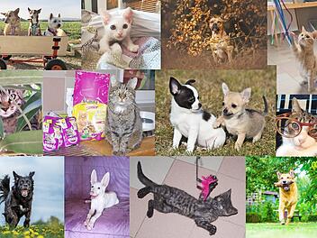 Diese Collage einiger Fotomotive gibt quasi einen Vorgeschmack auf den Tierheim-Kronach-Kalender. Fotos: Tierschutzverein Kronach