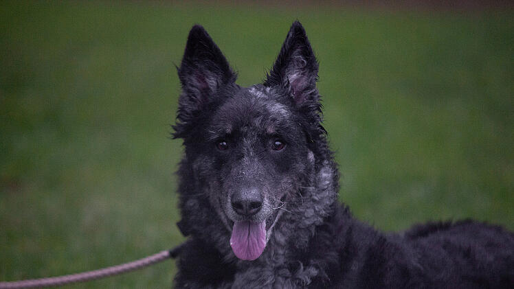Tierheim Nürnberg: Von überfordertem Besitzer abgegeben - nicht jeder kann Hund Carbon gerecht werden
