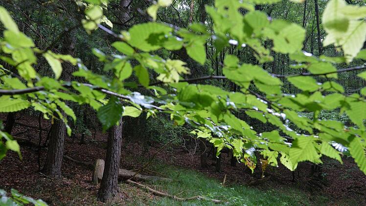 Geschützt - nicht geschützt - doch geschützt? Vor lauter Buchen ist der Steigerwald oft nicht mehr klar zu sehen. Foto: Ronald Rinklef