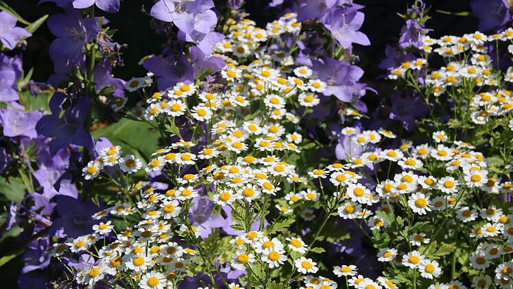 Blick in den Garten von Rainer und Rosi Gilke. Foto: Jürgen Gärtner