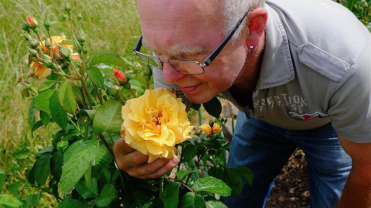 Der "Rosenbaron" Werner Beck gilt als Experte. Ihm sind seine Rosen ans Herz gewachsen. Fotos: Gerd Schaar