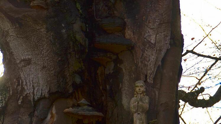 Die Marienfigur im Stamm der Hutbuche, fotografiert im Januar 2016. Oberhalb der Figur ist eine Stelle erkennbar, wo ein Ast abgebrochen ist. Foto: Kathrin Kupka-Hahn