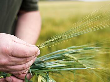 Die neue EU-Politik gefährde den Braugerstenanbau in der Region, sagt der BBV.