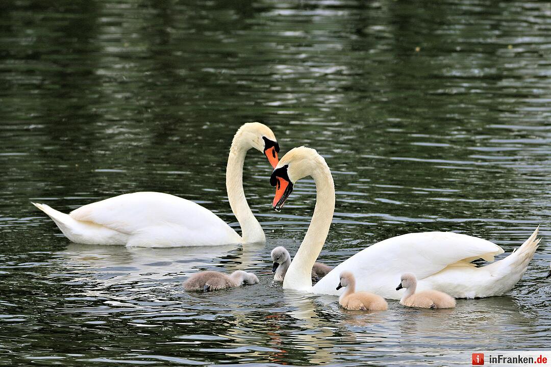 Schwanennachwuchs auf der Erba-Insel in Bamberg