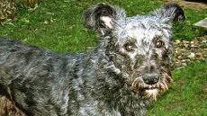 Wer kennt den Hund und den Besitzer? Die VG Ebelsbach bittet um Hilfe bei der Suche.  Foto: VG Ebelsbach