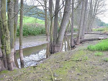 Einer der beiden leer gelaufenen Biberteiche bei Tremersdorf. Aber der Hauptdamm, hinter dem dem die Burg liegt, steht noch. Fotos: Rainer Lutz