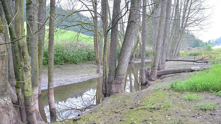Einer der beiden leer gelaufenen Biberteiche bei Tremersdorf. Aber der Hauptdamm, hinter dem dem die Burg liegt, steht noch. Fotos: Rainer Lutz
