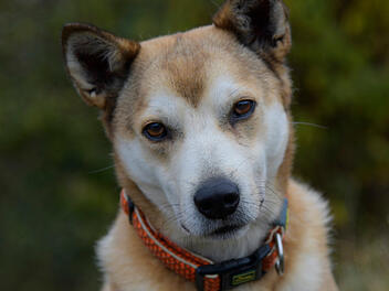Tierheim Bamberg stellt Eigenbrötler Hachiko vor - besonderer Hund