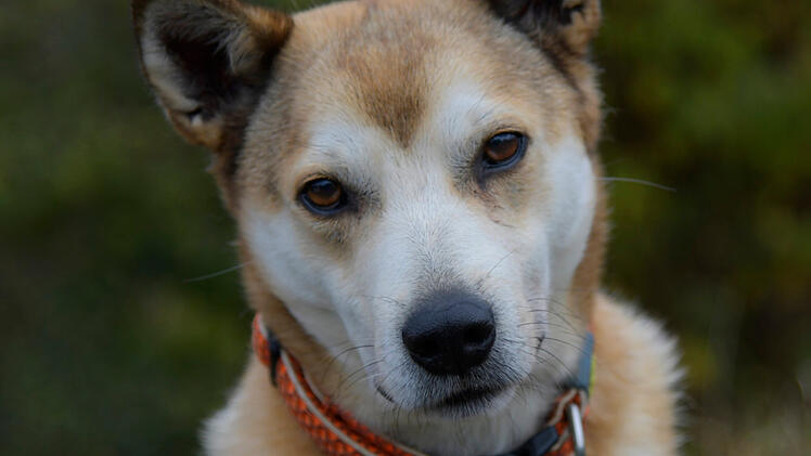 Tierheim Bamberg stellt Eigenbrötler Hachiko vor - besonderer Hund