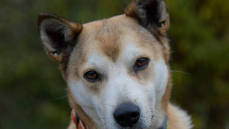 Tierheim Bamberg stellt Eigenbrötler Hachiko vor - besonderer Hund