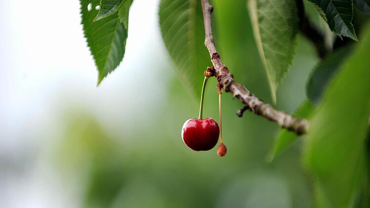 Symbolfoto: Ulrich Perrey/dpa