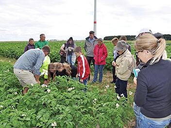 Sind die Kartoffelknollen schon gro&szlig; genug zum Ernten?  Fotos: Anna-Katharina Paar