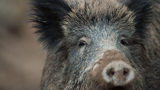 Das Wildschwein, das durch den N&uuml;rnberger S&uuml;dfriedhof streifte, wurde erschossen. Lino Mirgeler/dpa