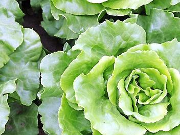 Für eine Schlüsselfelderin auf Bewährung hätte der Salatklau fast ins Gefängnis geführt.  Symbolfoto: Ronald Rinklef