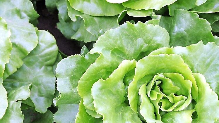 Für eine Schlüsselfelderin auf Bewährung hätte der Salatklau fast ins Gefängnis geführt.  Symbolfoto: Ronald Rinklef