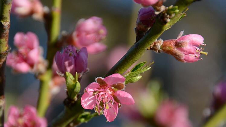 Zarte Obstblüten ...