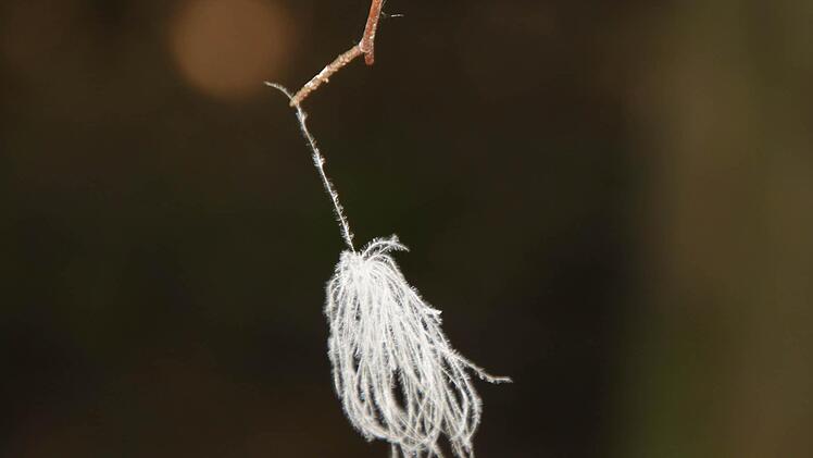 Weiße Flaumfedern im Umfeld des Horstes verraten, dass hier der Schwarzstorch brütet.