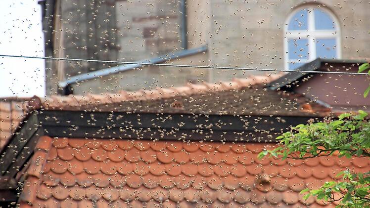 Ein Bienenschwarm spannte sich gestern quer über die Straße in der Rosenau.