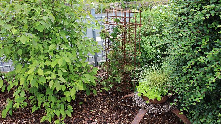Das Innere einer alten Matratze gibt ein schönes Rankspalier. Foto: Evi Seeger