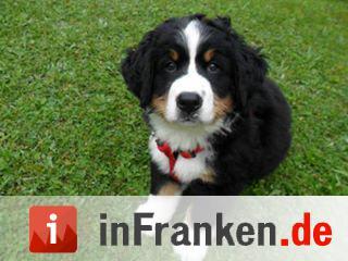Auf den Hund gekommen: Die schönsten fränkischen Hunde unserer Nutzer