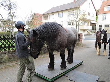 Auch Pferde wollen nicht immer so genau wissen, wie viel sie wiegen. In Euerdorf musste Konrad jetzt auf die Waage steigen, weil sein Besitzer Tobias Dotter das wissen wollte. Foto: Doris Bauer