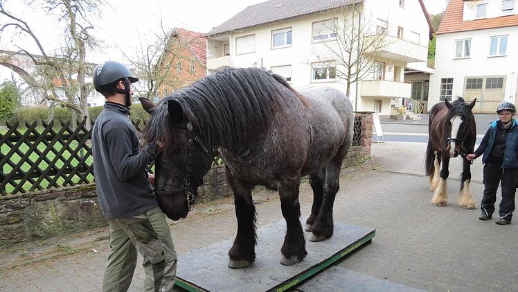 Auch Pferde wollen nicht immer so genau wissen, wie viel sie wiegen. In Euerdorf musste Konrad jetzt auf die Waage steigen, weil sein Besitzer Tobias Dotter das wissen wollte. Foto: Doris Bauer