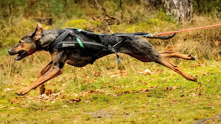 Da steckt Kraft drin: Der Catahoula "Matoskah" in Aktion Foto: Anke Stern
