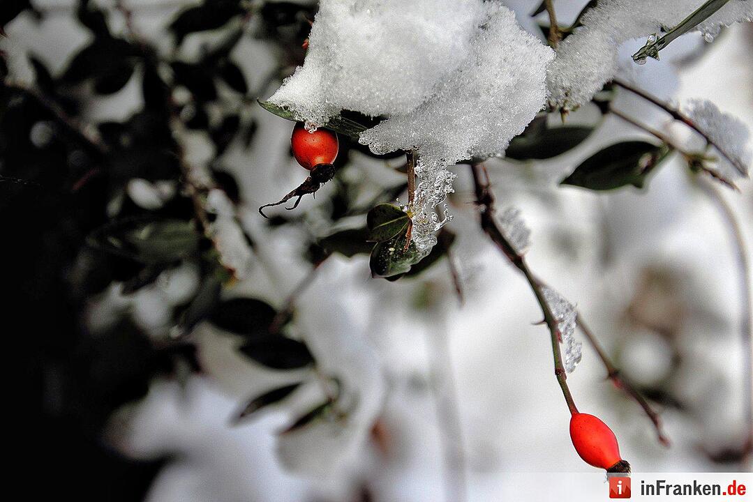Schnee in Franken Januar 2017 - Leserfotos